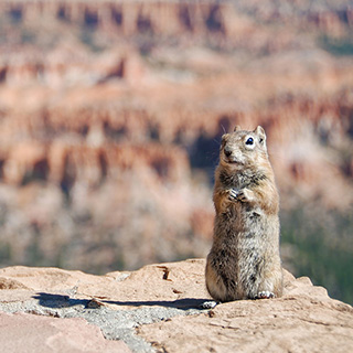 Bryce - Inspiration Point - White-tailed Antelope Squirrel